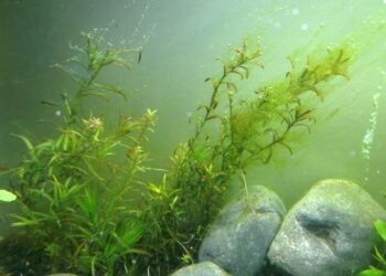 Quelle plante contre les algues vertes ?