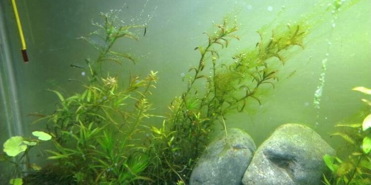 Quelle plante contre les algues vertes ?