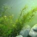 Quelle plante contre les algues vertes ?
