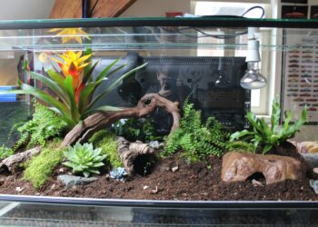 Quelle plante dans petit terrarium ?