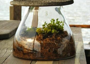 Quelle plante dans petit terrarium ?