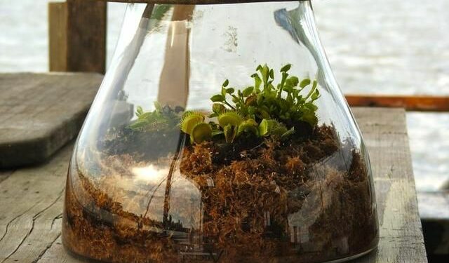 Quelle plante dans petit terrarium ?
