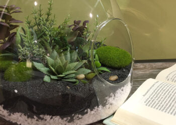 Quelle plante en bocal fermé ?