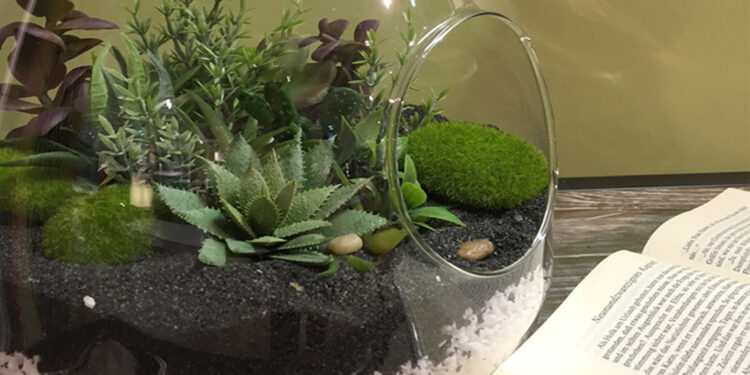 Quelle plante en bocal fermé ?