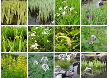 Quelle plante filtrante pour bassin ?