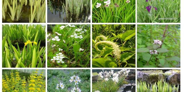 Quelle plante filtrante pour bassin ?
