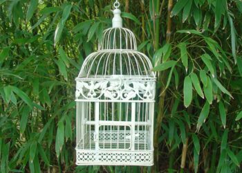 Quelle plante mettre dans une cage à oiseaux ?