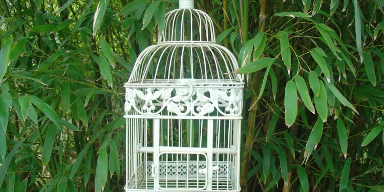 Quelle plante mettre dans une cage à oiseaux ?