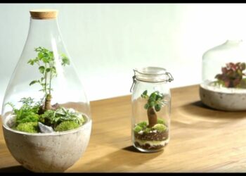 Quelle plante peut rester sous cloche ?