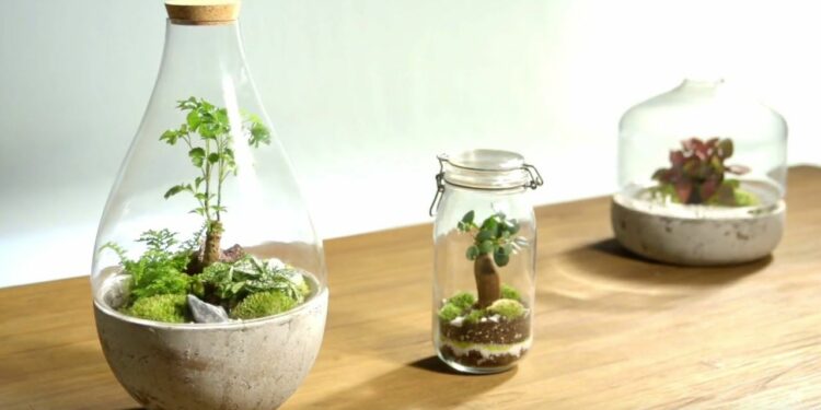 Quelle plante peut rester sous cloche ?