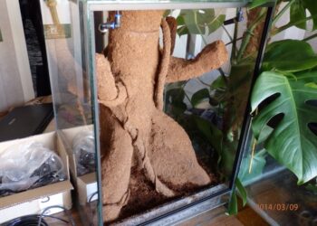 Quelle plante peut rester sous cloche ?