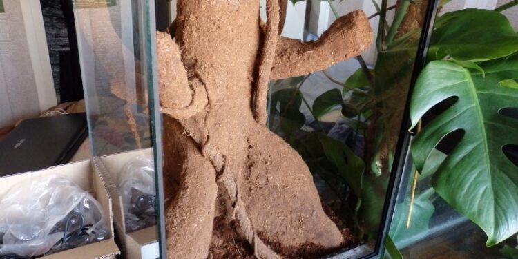 Quelle plante peut rester sous cloche ?