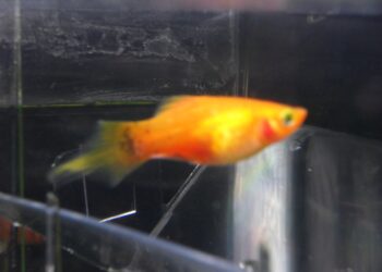 Quelle plante pour Platy ?