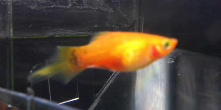 Quelle plante pour Platy ?