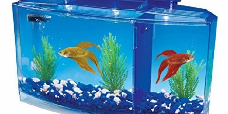 Quelle pompe pour un combattant ?