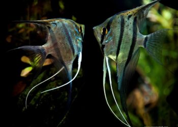 Quelle population avec scalaires ?