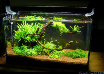 Quelle population dans un aquarium de 60l ?