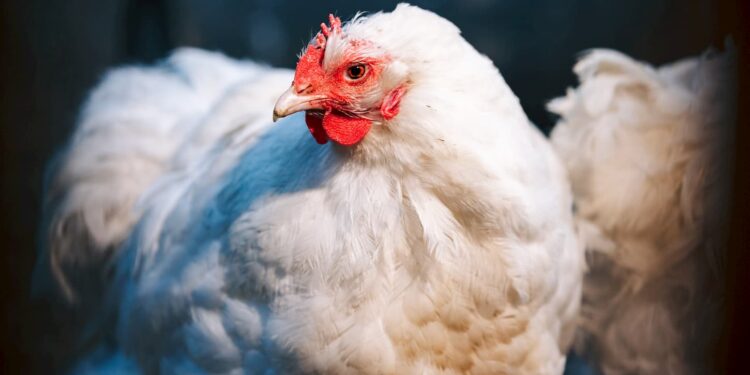 Quelle poule donne des œufs rose ?