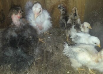 Quelle poule d'ornement choisir ?