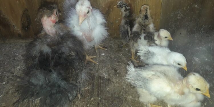 Quelle poule d'ornement choisir ?