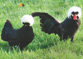 Quelle poule d'ornement pond le plus ?