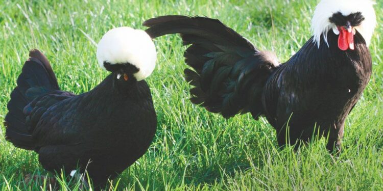 Quelle poule d'ornement pond le plus ?