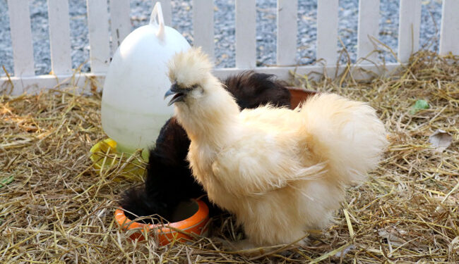 Quelle poule est la moins bruyante ?