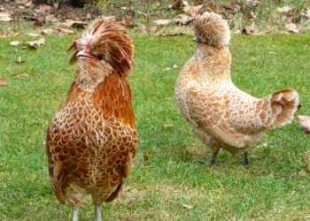 Quelle poule est la plus résistante ?