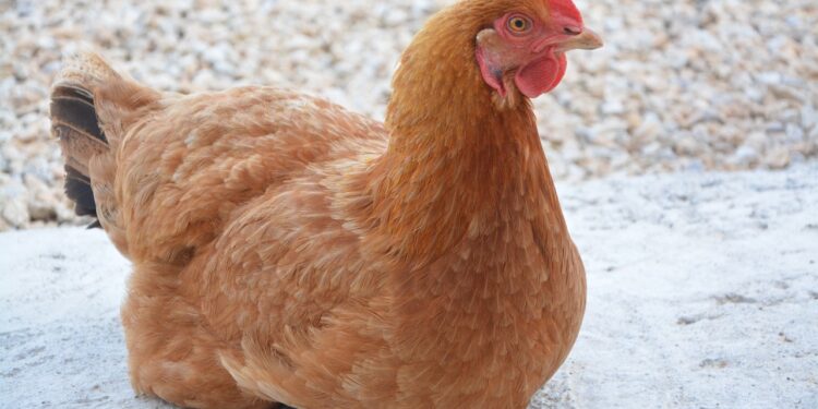 Quelle poule pond les meilleurs œufs ?