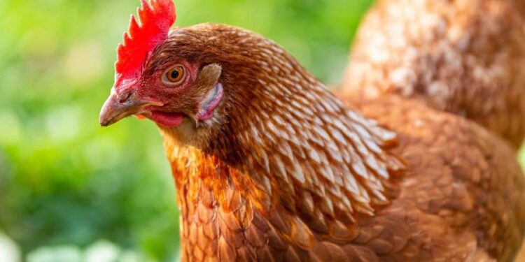 Quelle poule pond toute l'année ?