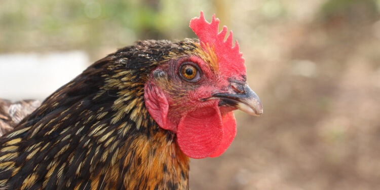 Quelle poule pondent le plus ?