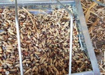 Quelle protéine pour poule pondeuse ?