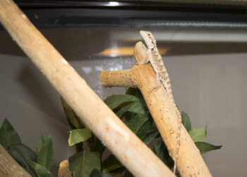 Quelle puissance de lampe pour mon terrarium ?