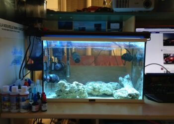 Quelle puissance de pompe pour aquarium ?