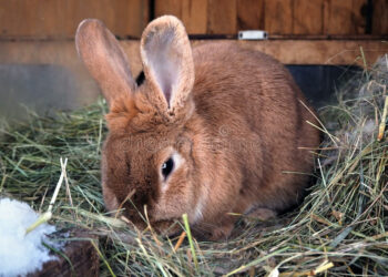 Quelle quantité de foin mange un lapin par jour ?