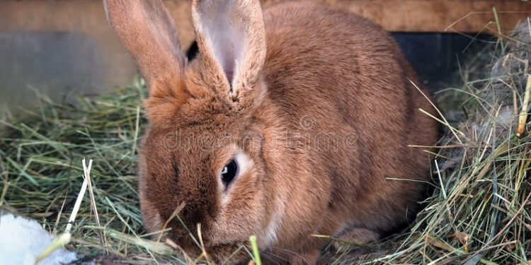 Quelle quantité de foin mange un lapin par jour ?