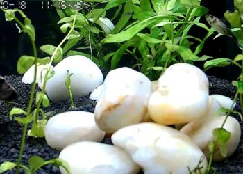 Quelle quantité de galet au mètre carré ?