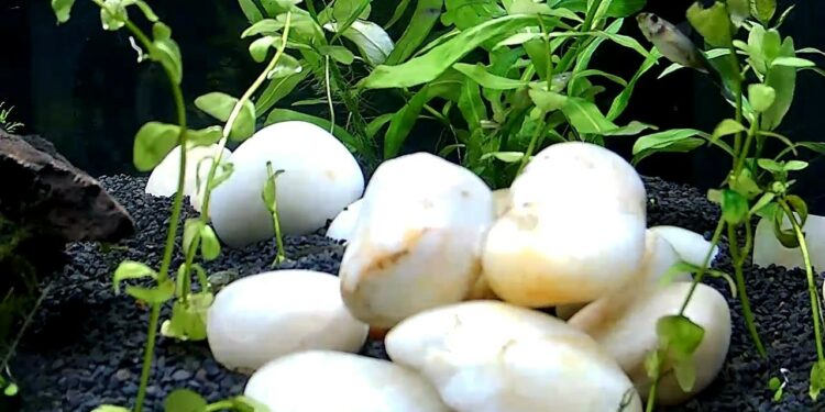 Quelle quantité de galet au mètre carré ?