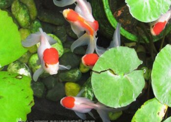 Quelle quantité de nourriture à donner à un poisson rouge ?