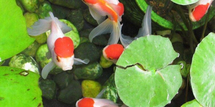 Quelle quantité de nourriture à donner à un poisson rouge ?