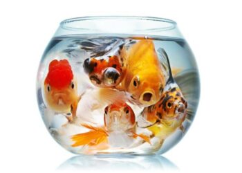 Quelle quantité d'eau pour 2 poisson rouge ?