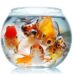 Quelle quantité d'eau pour 2 poisson rouge ?