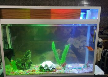 Quelle quantité d'eau pour 3 poisson rouge ?