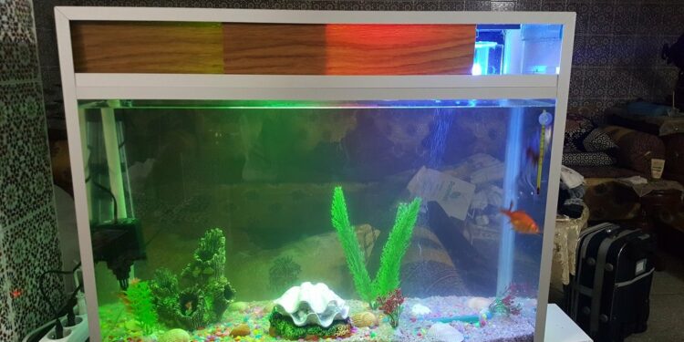 Quelle quantité d'eau pour 3 poisson rouge ?