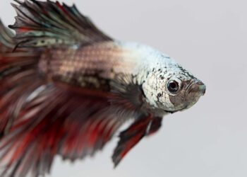 Quelle quantité d'eau pour un combattant ?