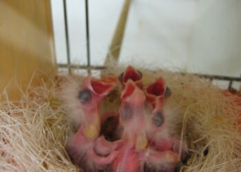 Quelle quantité d'eau pour un oisillon ?