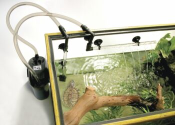 Quelle quantité d'eau pour une tortue d'eau ?