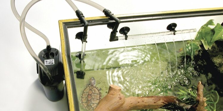 Quelle quantité d'eau pour une tortue d'eau ?
