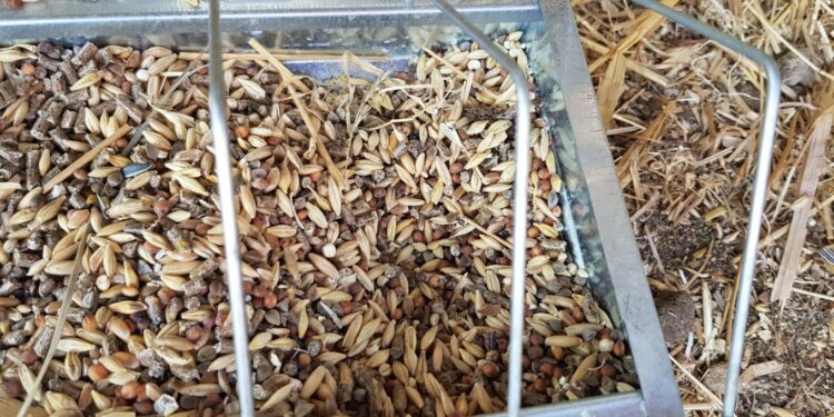 Quelle quantité graines pour poules pondeuses ?