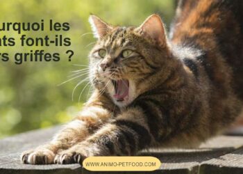 Quelle race de chat ne fait pas ses griffes ?